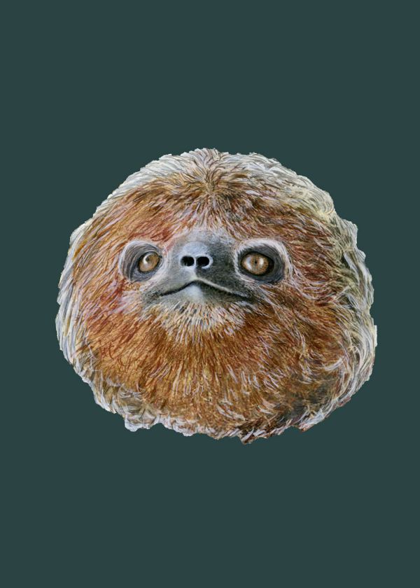 Brazilian Three-Toed Sloth