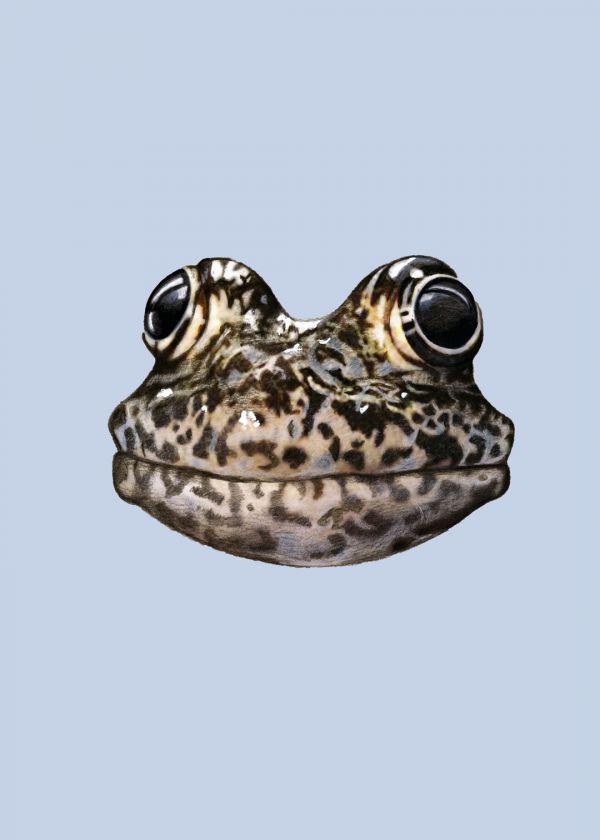 Dusky Gopher Frog