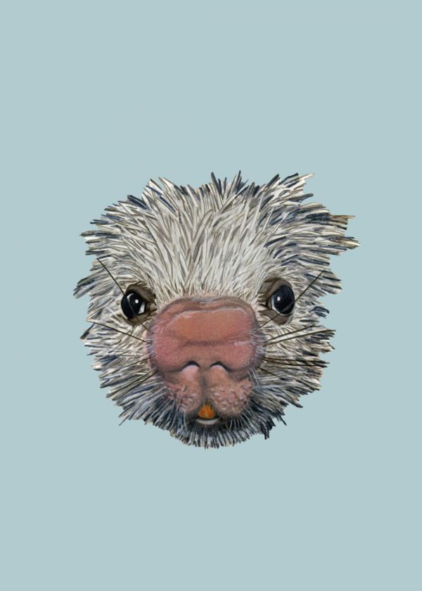 Thin-Spined Porcupine